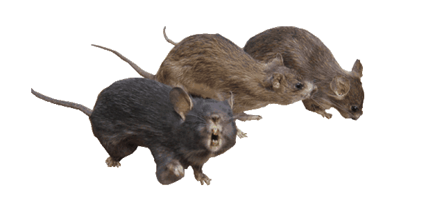 ratten header ii kopie